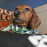 Kazuki Miniature Dachshund 02