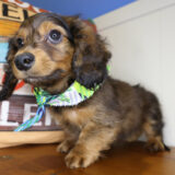 Koopa Miniature Dachshund 02