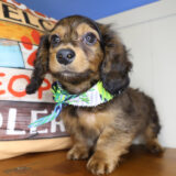 Koopa Miniature Dachshund 03