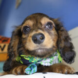 Koopa Miniature Dachshund 04