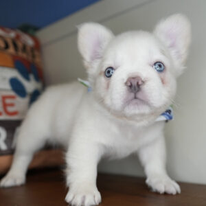 Lady French Bulldog 01