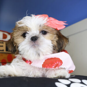 Lara Shih Tzu 01