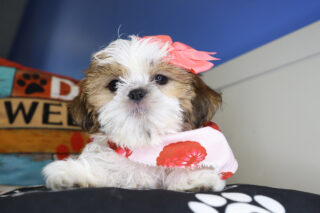 Lara Shih Tzu 01