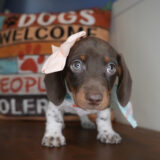 Lemon Miniature Dachshund 01