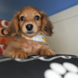 Leo Miniature Dachshund 04