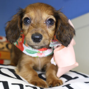 Marle Miniature Dachshund 01