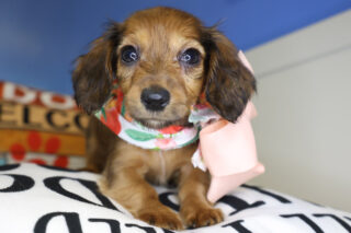 Marle Miniature Dachshund 01