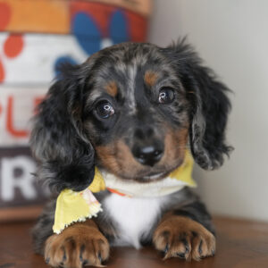 Mars Miniature Dachshund 01