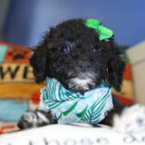 Mary Puppins Miniature Poodle 02