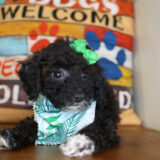 Mary Puppins Miniature Poodle 03