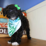 Mary Puppins Miniature Poodle 04