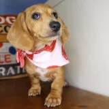 Mei Miniature Dachshund 02