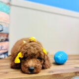 Montesa Miniature Goldendoodle 03