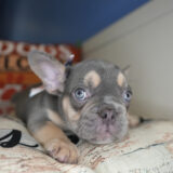 Nash French Bulldog 03