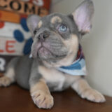 Nash French Bulldog 04