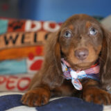 Nessy Miniature Dachshund 01