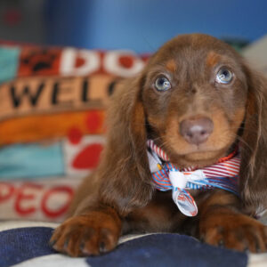 Nessy Miniature Dachshund 01