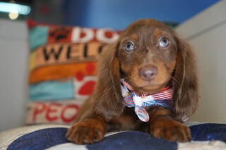 Nessy Miniature Dachshund 01