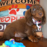 Nessy Miniature Dachshund 02