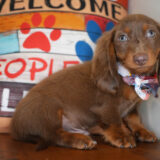 Nessy Miniature Dachshund 03