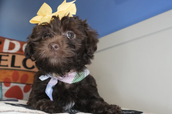 Nugget Yorkiepoo 01