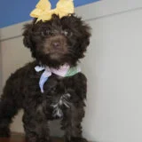 Nugget Yorkiepoo 02