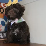 Nugget Yorkiepoo 03