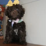 Nugget Yorkiepoo 04