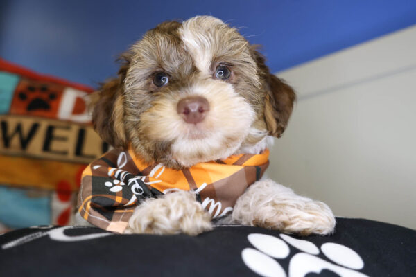 Paw Revere Yorkiepoo 01