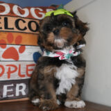 Peaches Shihpoo 02