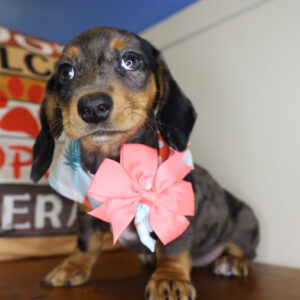 Pocahontas Miniature Dachshund 01