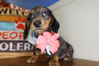 Pocahontas Miniature Dachshund 01