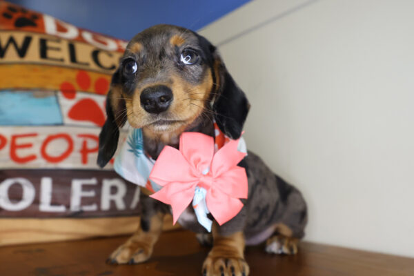 Pocahontas Miniature Dachshund 01