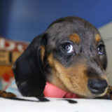 Pocahontas Miniature Dachshund 02