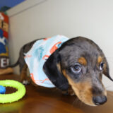 Pocahontas Miniature Dachshund 03