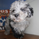 Porter Maltipoo 01