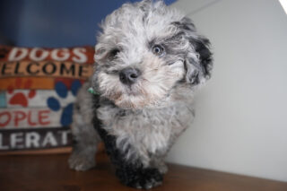 Porter Maltipoo 01