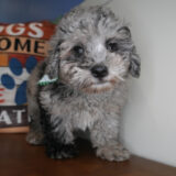 Porter Maltipoo 02