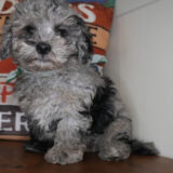 Porter Maltipoo 03