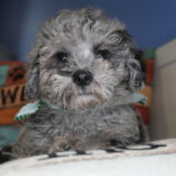 Porter Maltipoo 04