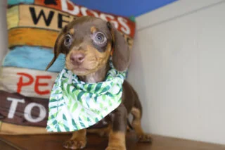 Qbert Miniature Dachshund 01