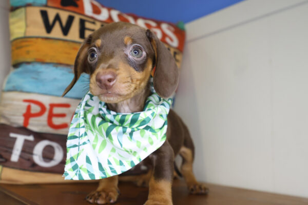 Qbert Miniature Dachshund 01