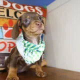 Qbert Miniature Dachshund 02