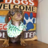 Qbert Miniature Dachshund 03