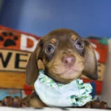 Qbert Miniature Dachshund 04