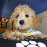 Redfield Maltipoo 02