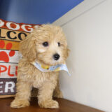 Redfield Maltipoo 03