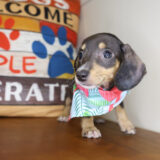 Samara Miniature Dachshund 04