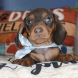 Snickers Miniature Dachshund 01