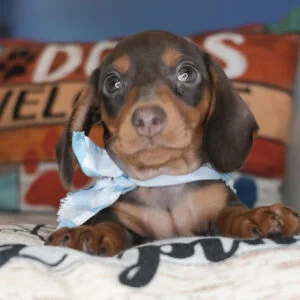 Snickers Miniature Dachshund 01